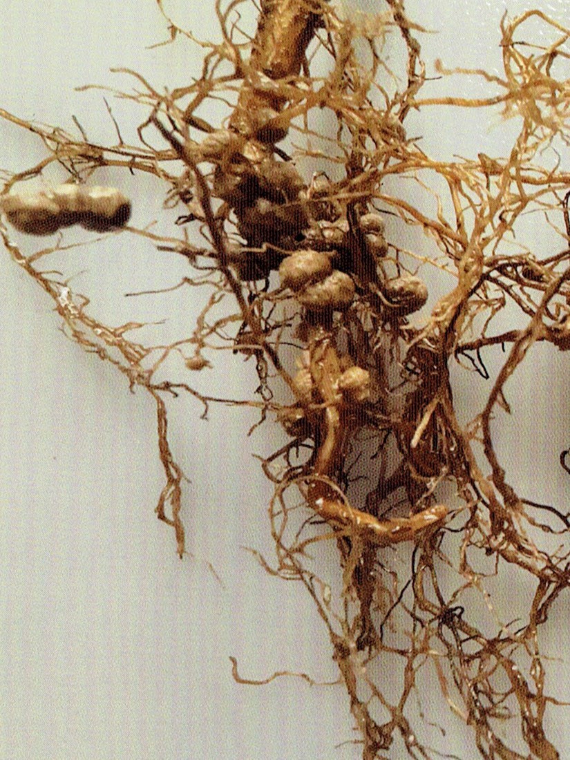 Korzeń soi (Glycyne sp.) z widocznymi brodawkami korzeniowymi